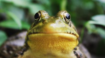 One way to build momentum in business is by doing your most challenging task in the morning. Mark Twain said that if you eat a live frog in the morning, you can go through the rest of the day knowing the worst is behind you.