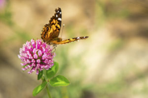 Butterfly resting on flower